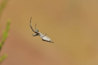 Örümceği ağıyla örüyor                               