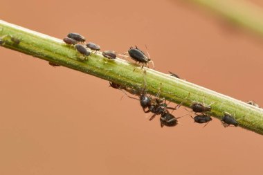 Ortak yaşamda karınca ve yaprak bitleri                               