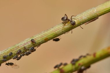 Ortak yaşamda karınca ve yaprak bitleri                               