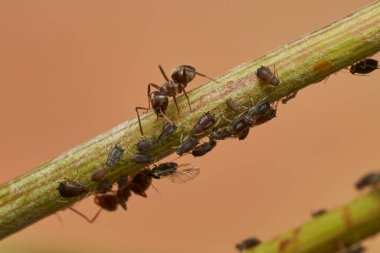 Ortak yaşamda karınca ve yaprak bitleri                               