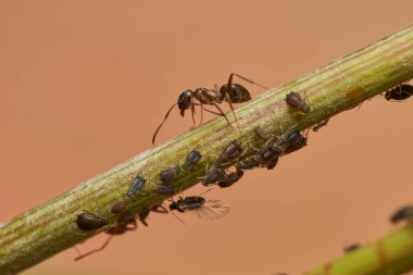 Ortak yaşamda karınca ve yaprak bitleri                               