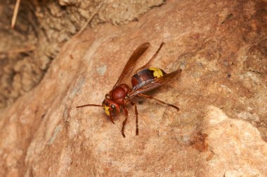 Doğu eşekarısı yuvanın yanında.                               