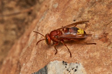Doğu eşekarısı yuvanın yanında.                               