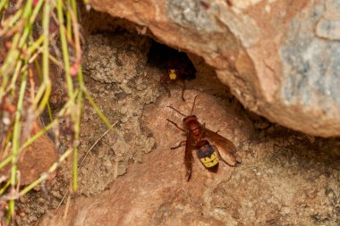 Doğu eşekarısı yuvanın yanında.                               