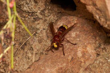 Doğu eşekarısı yuvanın yanında.                               
