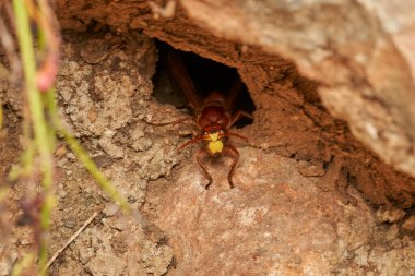 Doğu eşekarısı yuvanın yanında.                               