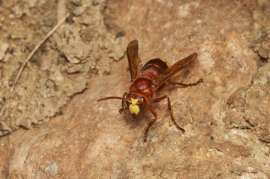 Doğu eşekarısı yuvanın yanında.                               