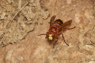 Doğu eşekarısı yuvanın yanında.                               