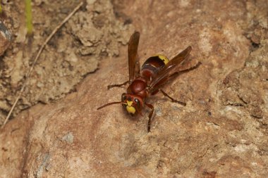 Doğu eşekarısı yuvanın yanında.                               