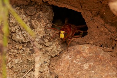 Doğu eşekarısı yuvanın yanında.                               