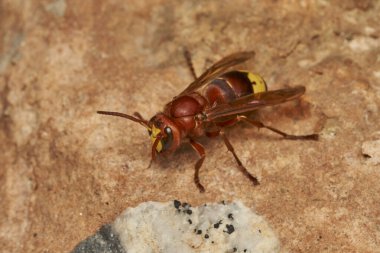 Doğu eşekarısı yuvanın yanında.                               