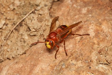 Doğu eşekarısı yuvanın yanında.                               