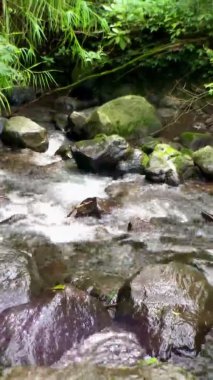 Güneşli bir sabahta, Safari hayvanat bahçesindeki güzel yağmur ormanlarında akan nehir.