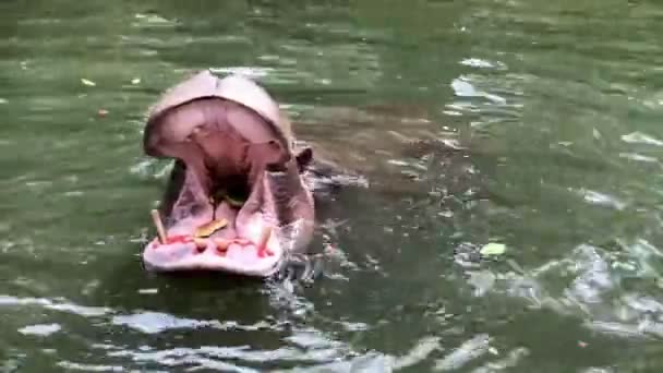 Een Nijlpaard Die Zijn Mond Opent Wortelen Watermeloen Voeren Een — Stockvideo