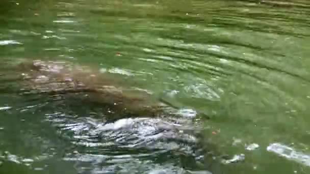 Ein Flusspferd Schwimmt Morgens Wasserbecken Des Zoos — Stockvideo
