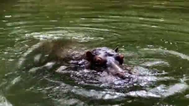 Hipopótamo Comendo Cenouras Melancia Piscina Água Zoológico Pela Manhã — Vídeo de Stock