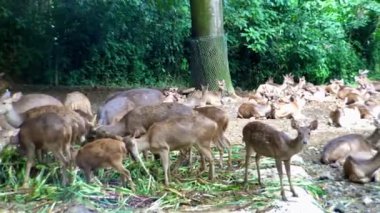 Bir grup Bawean Geyiği ya da Kuhl 'un Domuz Geyiği sabahları Taman safari hayvanat bahçesi Bogor Endonezya' da bir kafeste oturup yemek yiyorlar.