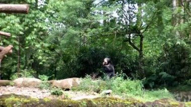 Güneş ayısı sabahları Taman safari hayvanat bahçesi Bogor Endonezya 'da havuç yemekten hoşlanır.