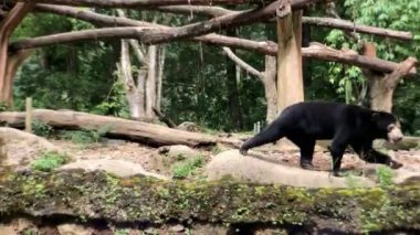 Güneş ayısı, sabahları Taman safari hayvanat bahçesi Bogor Endonezya 'da havuç dileniyor.