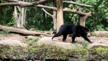 Güneş ayısı sabah Taman safari hayvanat bahçesi Bogor Endonezya 'da havuç arıyor.