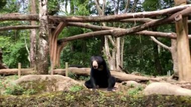 Sabahları Taman safari hayvanat bahçesi Bogor Endonezya 'da iki güneş ayısı yiyecek için yalvarıyor.