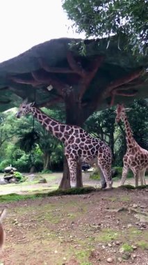 Sabah Taman Safari Bogor Hayvanat Bahçesi 'nde çimen yiyen iki erkek ve dişi zürafa.