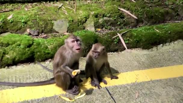 Two Long Tailed Monkeys Crab Eating Macaques Eating Bananas Side — Stock Video