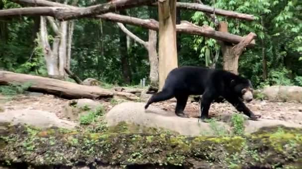 当天早晨 印度尼西亚塔曼狩猎动物园 一只日光浴的熊在围栏里散步 寻找着胡萝卜 — 图库视频影像