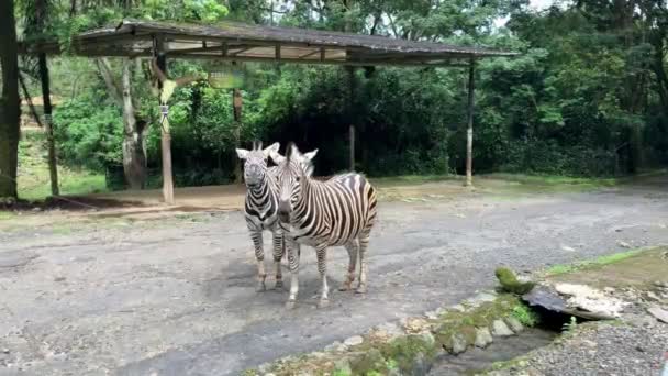 Jeunes Zèbres Debout Milieu Route Regardant Caméra Zoo Taman Safari — Video