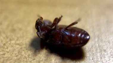 Beyaz fayans zemininde Alphitobius böceği. Alphitobius, Tenebrionidae familyasından bir kara böcek cinsidir. video makroları