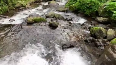 Güneşli bir sabahta, Safari hayvanat bahçesindeki güzel yağmur ormanlarında akan nehir.