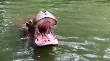 Bir su aygırı sabah hayvanat bahçesinde havuç ve karpuz yemek için ağzını açar.