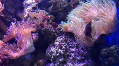 Açık mor çiçeklerin dokunaçlarında saklanan deniz süs balığı mercan resifinde suyun altında dans ediyor. Akvaryumdaki parlak pembe neon deniz şakayıkları