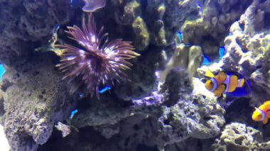 Deniz Balığı Sabellastarte, Mavi Tang ve Palyaço balığı deniz hayvanları eğitim havuzunda bir akvaryumda birlikte yüzerler.