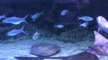 Manta vatozları Mobula (eski adıyla Manta) cinsine ait büyük vatozlardır. Büyük tür M. birostris 7 m (23 ft) genişliğe ulaşırken, küçük tür M. alfredi 5,5 m 'ye ulaşır.