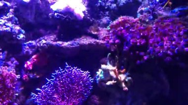 Mercan resifleri ve sualtı dünyasındaki renkli tropikal deniz süs balıkları. Su altı deniz dünyasının hayvanları. Mercan resiflerinde yaşam