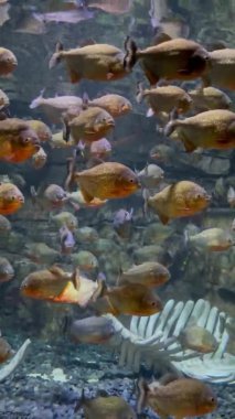 Bir grup tatlı su kırmızı göbekli pirana balığı. Parlak pulları var ve akvaryum tankında güzellik yaratıyorlar. Çocuklar için suda yaşayan hayvanlar hakkında eğitici.