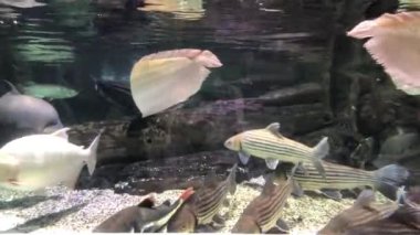 Arowana Silver albino, dev pangasius, dev Pacu, Tambaqui Albino, sarı kuyruklu yayın balığı, Temoleh balığı, palyaço bıçağı balığı veya Belida, bir akvaryumda çeşitli yırtıcı balıklar