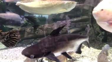 Arowana Silver albino, dev pangasius, dev Pacu, Tambaqui Albino, sarı kuyruklu yayın balığı, Temoleh balığı, palyaço bıçağı balığı veya Belida, bir akvaryumda çeşitli yırtıcı balıklar