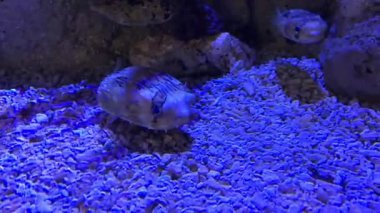 Valentinni 'nin keskin burun pudrası Tetraodontidae, Tetraodontiformes familyasından bir balık türü. Kirpi balığı, kirpi balığı, balon balığı, balon balığı, balon balığı, balon balığı, balon balığı, balon balığı, balon balığı, balon balığı, balon balığı, balon balığı, balon balığı, balon balığı....