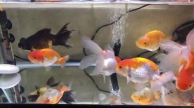 Oranda, Ranchu, Blackmoor, Aslan Kafa, Lionchu japon balığı temiz bir tatlı su akvaryumunda yüzerler.