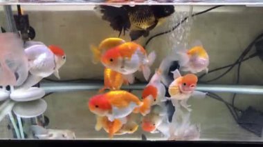 Oranda, Ranchu, Blackmoor, Aslan Kafa, Lionchu japon balığı temiz bir tatlı su akvaryumunda yüzerler.