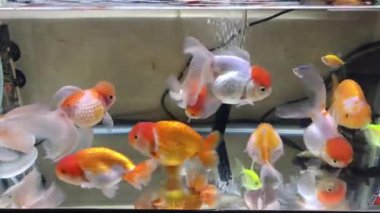 Oranda, Ranchu, Blackmoor, Aslan Kafa, Lionchu japon balığı temiz bir tatlı su akvaryumunda yüzerler.