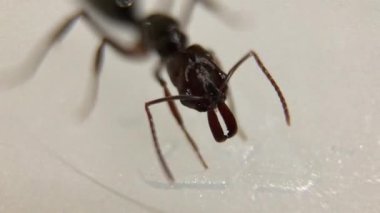 Odontomachus, dünyada tropik bölgelerde ve subtropik bölgelerde yaygın olarak görülen bir karınca cinsidir. Makro Fotoğraf