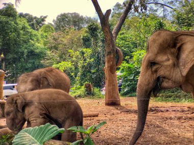 Sri Lanka fili (Elephas maximus maximus), Sri Lanka 'da yetişen bir fil türüdür. Yetişkin fil sabah hayvanat bahçesinde muhafaza edilir.
