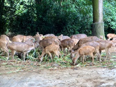 A group of Bawean Deer or Kuhl's Hog Deer sitting and eating in a cage at the Zoo in the morning clipart
