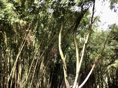 Güzel, yeşil ve taze yağmur ormanı manzarası Safari hayvanat bahçesinde parlak mavi gökyüzü arkaplanı