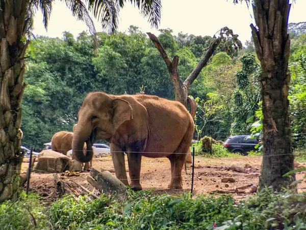 Sri Lanka fili (Elephas maximus maximus), Sri Lanka 'da yetişen bir fil türüdür. Yetişkin fil sabah hayvanat bahçesinde muhafaza edilir.