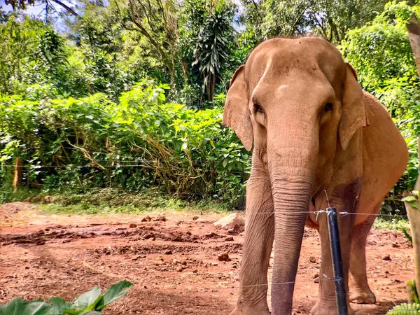 Sri Lanka fili (Elephas maximus maximus), Sri Lanka 'da yetişen bir fil türüdür. Yetişkin fil sabah hayvanat bahçesinde muhafaza edilir.