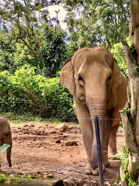 Sri Lanka fili (Elephas maximus maximus), Sri Lanka 'da yetişen bir fil türüdür. Yetişkin fil sabah hayvanat bahçesinde muhafaza edilir.